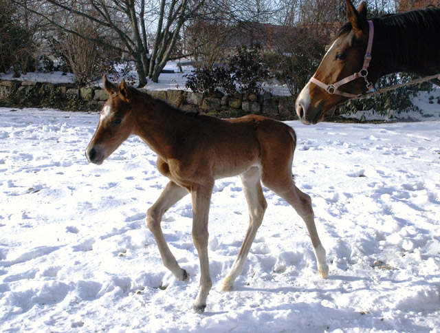 Stutfohlen von Freudenfest u.d. Karalina v. Exclusiv - Foto Richard Langels Zchter : Trakehner Gestt Hmelschenburg