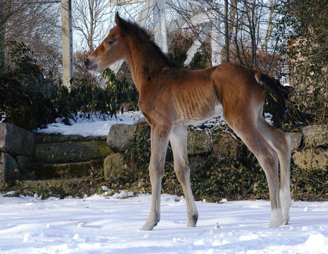 Trakehner Filly by Freudenfest out of Karalina by Exclusiv - Foto Richard Langels Zchter : Trakehner Gestt Hmelschenburg