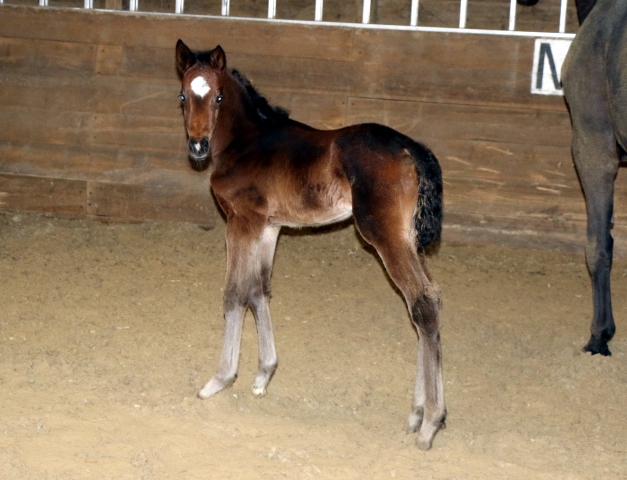 20. Mrz 2016 - Stutfohlen von Saint Cyr u.d. Donau-Fee v. Krokant - Foto: Mller