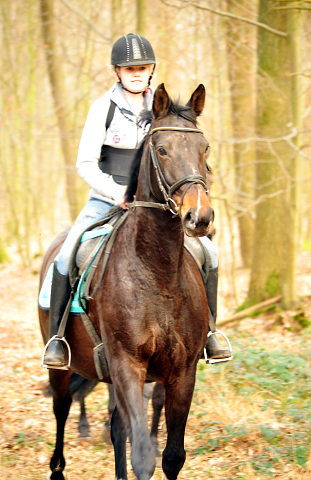 Ausritt mit Beloved  - Trakehner Gestt Hmelschenburg - Foto: Beate Langels