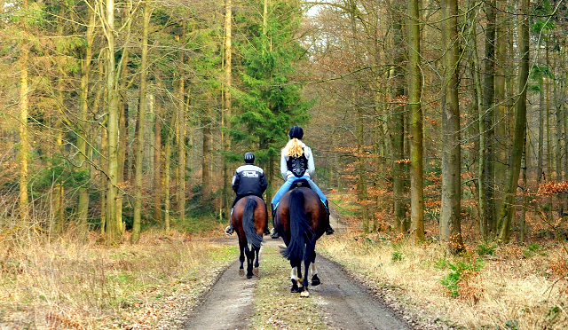 Ausritt mit Kavango - Trakehner Gestt Hmelschenburg - Foto: Beate Langels