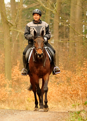 Ausritt mit Kavango - Trakehner Gestt Hmelschenburg - Foto: Beate Langels