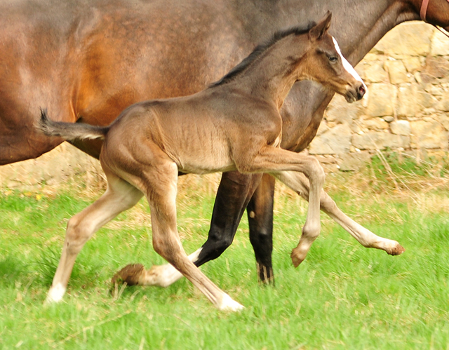 Hengstfohlen von De Niro x Totilas - Trakehner Gestt Hmelschenburg - Foto: Beate Langels