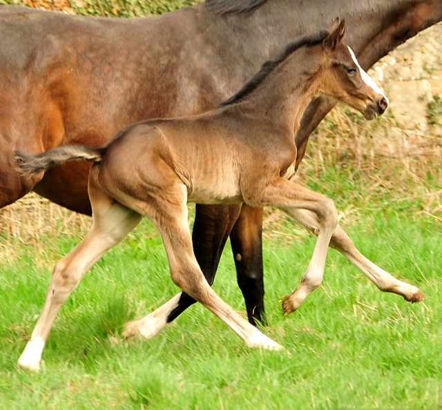 Hengstfohlen von De Niro x Totilas - Trakehner Gestt Hmelschenburg - Foto: Beate Langels