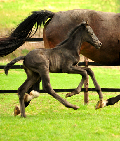 Tacyra und ihre 2 Tage alte Tochter von Schwarzgold Trakehner Gestt Hmelschenburg - Foto: Beate Langels