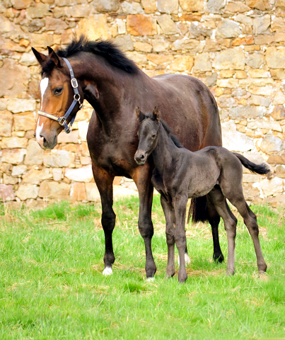 Tacyra und ihre 2 Tage alte Tochter von Schwarzgold Trakehner Gestt Hmelschenburg - Foto: Beate Langels