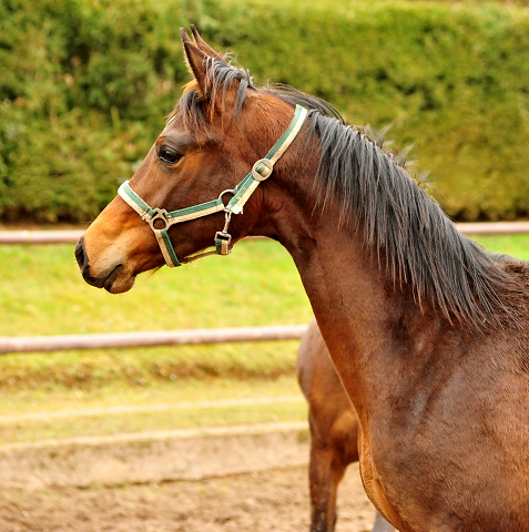 Trakehner Hengst von High Motion x Hofrat