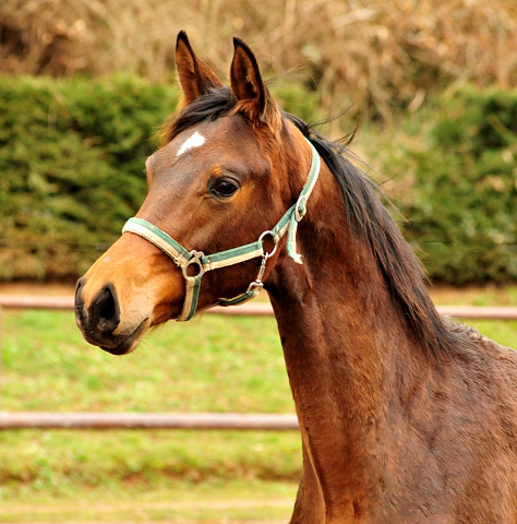 Mrz - Impressionen - Trakehner Gestt Hmelschenburg 2018 - Foto: Beate Langels