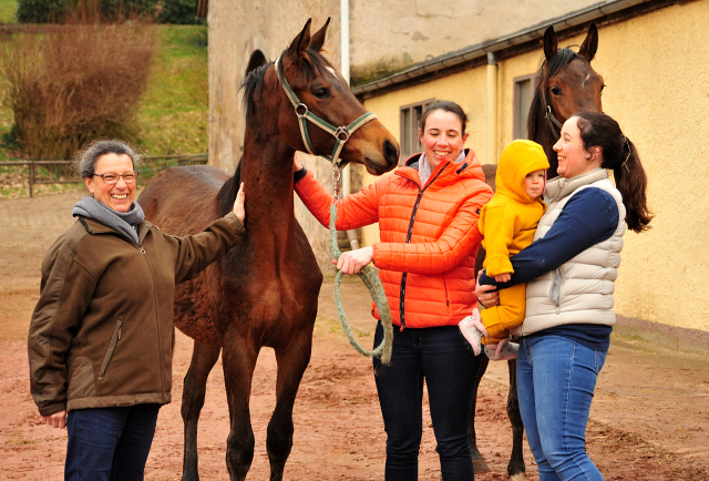 Trakehner Hengst von High Motion x Hofrat