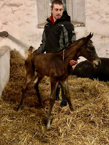 Trakehner Colt by High Motion out of Elitemare Greta Garbo  - Foto: Beate Langels -
Trakehner Gestt Hmelschenburg