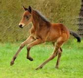 Hengstfohlen von Oliver Twist x Summertime x Kostolany x Tycoon