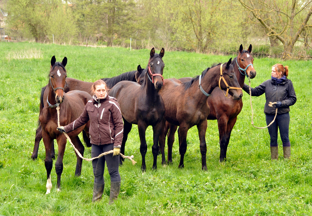 Unsere Jährlingshengste - Gestüt Hämelschenburg am 23. April 2016