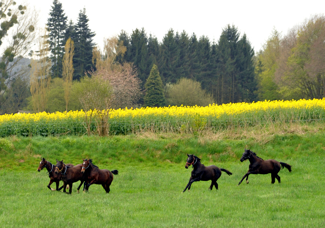 Unsere Jährlingshengste - Gestüt Hämelschenburg am 23. April 2016