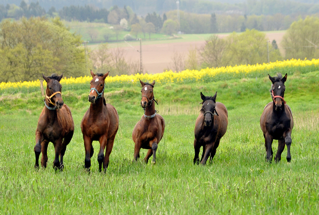 Unsere Jährlingshengste - Gestüt Hämelschenburg am 23. April 2016