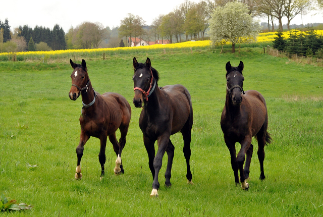 Unsere Jährlingshengste - Gestüt Hämelschenburg am 23. April 2016