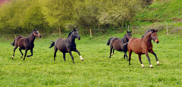 Unsere Stuten - Gestüt Hämelschenburg am 23. April 2016