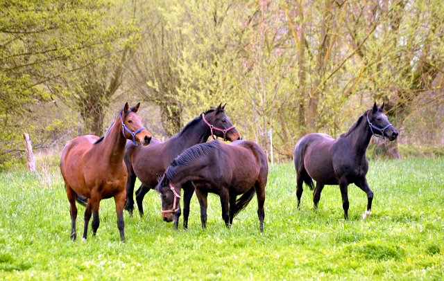Unsere Stuten - Gestüt Hämelschenburg am 23. April 2016