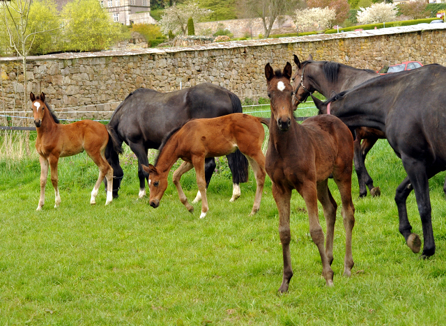 Unsere Stuten und Fohlen - Gestüt Hämelschenburg am 23. April 2016