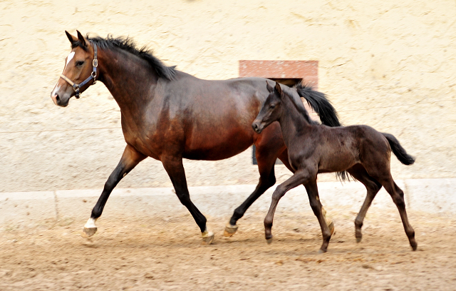 Tacyra und ihre Tochter von Schwarzgold - Trakehner Gestt Hmelschenburg - Foto: Beate Langels