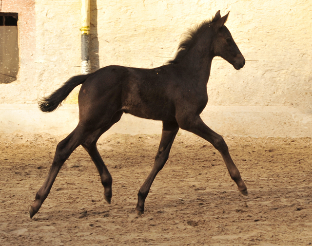 Tacyra und ihre Tochter von Schwarzgold - Trakehner Gestt Hmelschenburg - Foto: Beate Langels