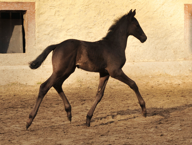 Tacyra und ihre Tochter von Schwarzgold - Trakehner Gestt Hmelschenburg - Foto: Beate Langels