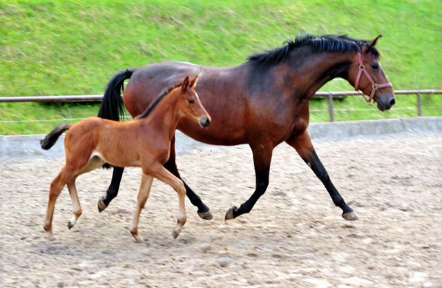 Stutfohlen von High Motion u.d. Schwalbenlicht v. Imperio - Trakehner Gestt Hmelschenburg - Beate Langels