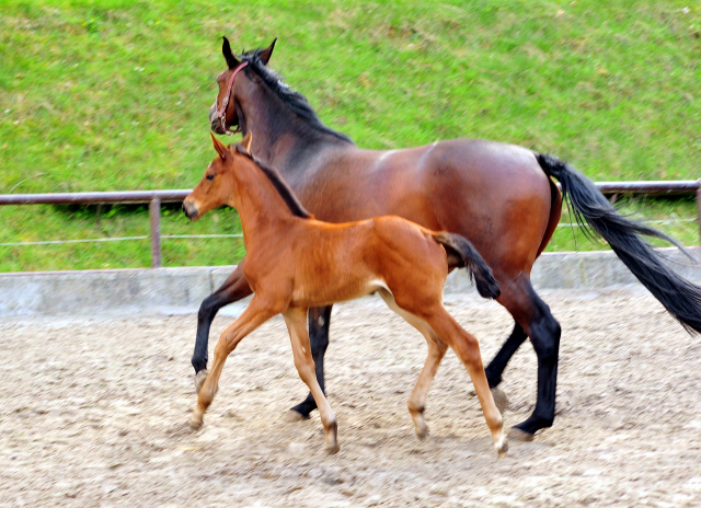 Stutfohlen von High Motion u.d. Schwalbenlicht v. Imperio - Trakehner Gestt Hmelschenburg - Beate Langels