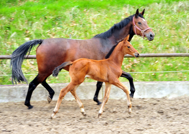 Stutfohlen von High Motion u.d. Schwalbenlicht v. Imperio - Trakehner Gestt Hmelschenburg - Beate Langels