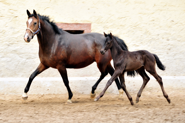 Tacyra und ihre Tochter von Schwarzgold - Trakehner Gestt Hmelschenburg - Foto: Beate Langels