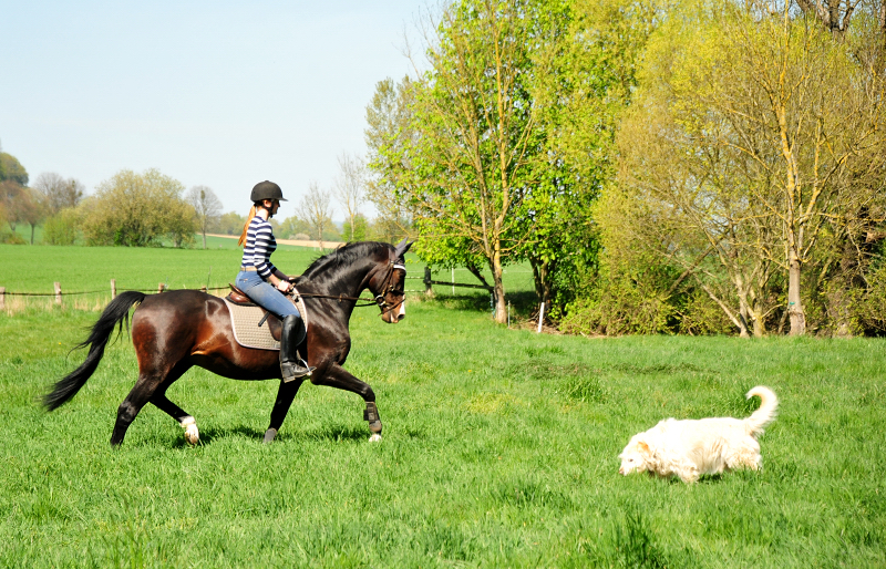 Shavalou und Johanna am 23. April 2020 in Hmelschenburg - Trakehner Gestt Hmelschenburg - Beate Langels