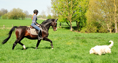 Impressionen vom April 2020 - Trakehner Gestt Hmelschenburg 2020 - Foto: Beate Langels