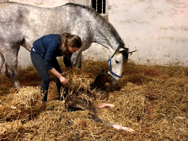 Trakehner Hengstfohlen v. Saint Cyr u.d. Pr.A. TeaCup v. Exclusiv- Foto: Beate Langels - Trakehner Gestt Hmelschenburg