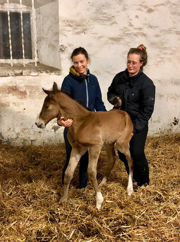 Trakehner Hengstfohlen v. Saint Cyr u.d. Pr.A. TeaCup v. Exclusiv- Foto: Beate Langels - Trakehner Gestt Hmelschenburg