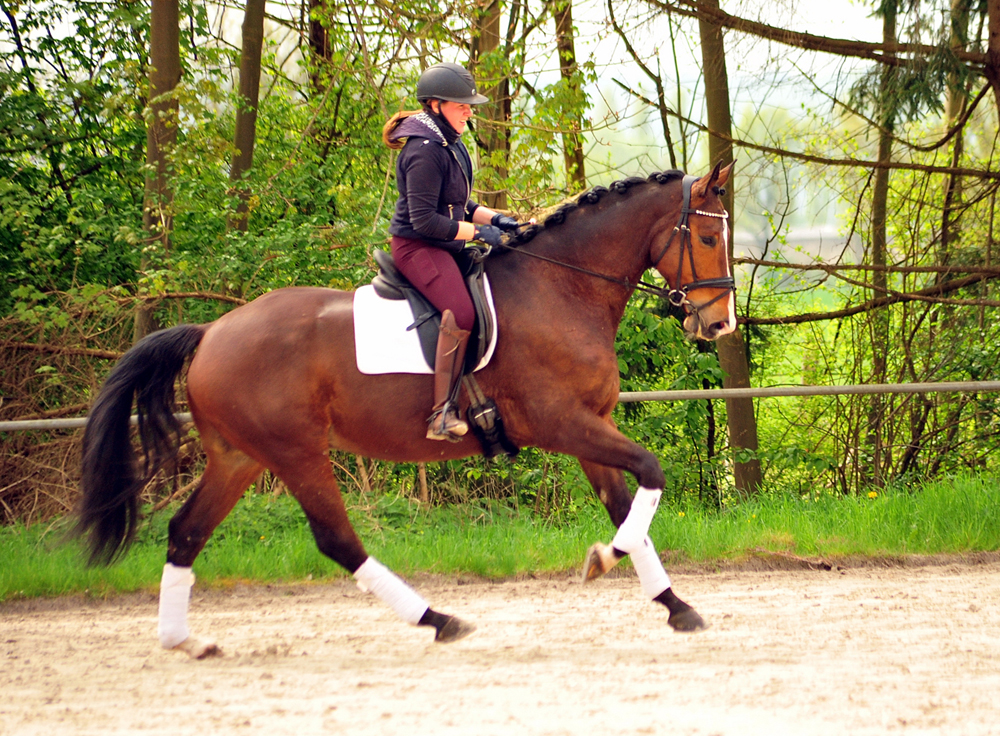 Tom Taylor v Zauberdeyk u.d. St.Pr.u.Pr.St. Tacyra v. Saint Cyr - Foto Beate Langels - Trakehner Gestt Hmelschenburg