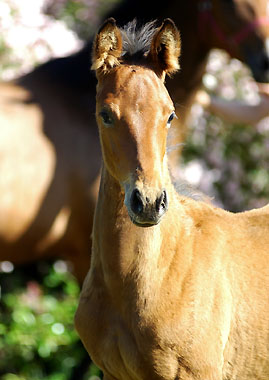 HTrakehner colt by Exclusiv out of Schwalbenfee by Freudenfest (23.5.2009), picture: Beate Langels Gestt Hmelschenburg