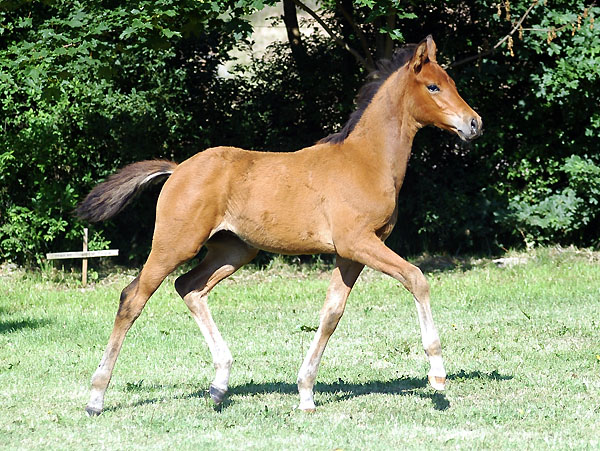 Trakehner colt by Exclusiv out of Schwalbenfee by Freudenfest (23.5.2009), picture: Beate Langels Gestt Hmelschenburg