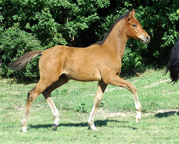 Trakehner colt by Exclusiv out of Schwalbenfee by Freudenfest (23.5.2009), picture: Beate Langels Gestt Hmelschenburg