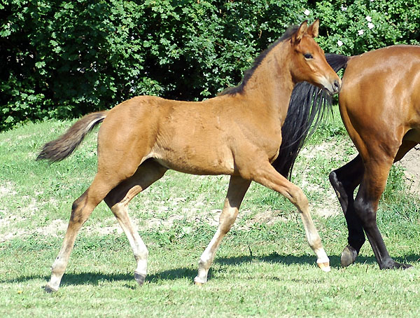 Trakehner colt by Exclusiv out of Schwalbenfee by Freudenfest (23.5.2009), picture: Beate Langels Gestt Hmelschenburg