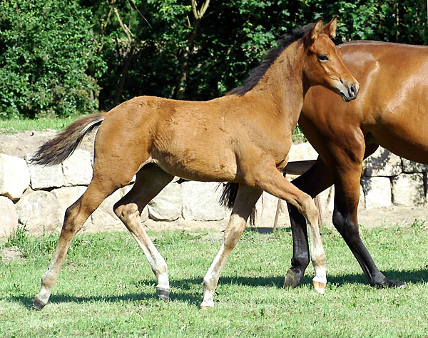 Trakehner colt by Exclusiv out of Schwalbenfee by Freudenfest (23.5.2009), picture: Beate Langels Gestt Hmelschenburg