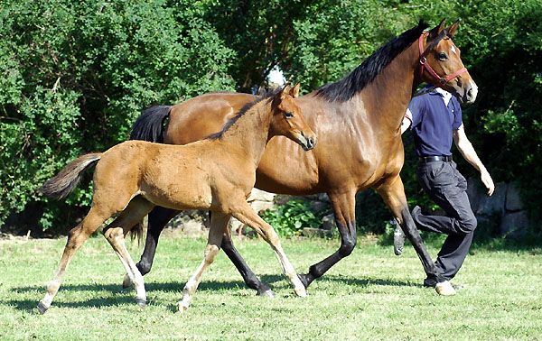 Trakehner colt by Exclusiv out of Schwalbenfee by Freudenfest (23.5.2009), picture: Beate Langels Gestt Hmelschenburg