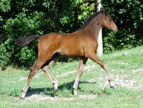 Trakehner Hengstfohlen von Showmaster u.d. Polarlady v. Michelangelo - Foto: Beate Langels Gestt Hmelschenburg