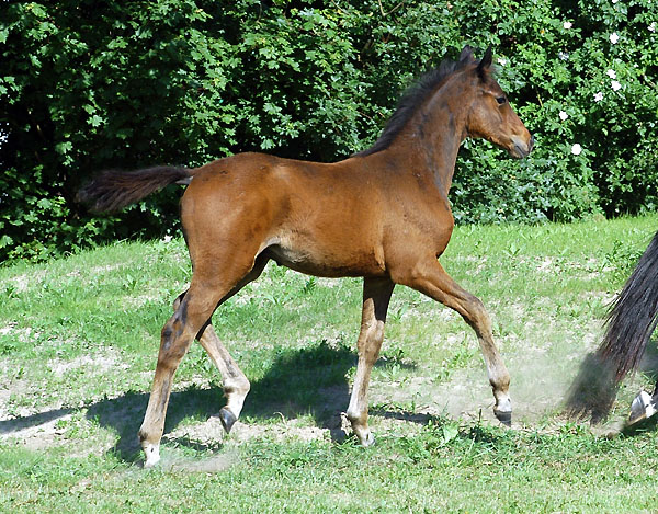 Trakehner Hengstfohlen von Showmaster u.d. Polarlady v. Michelangelo - Foto: Beate Langels Gestt Hmelschenburg