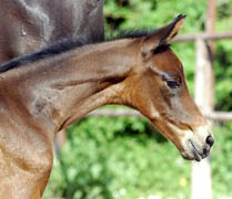 Stutfohlen von Summertime