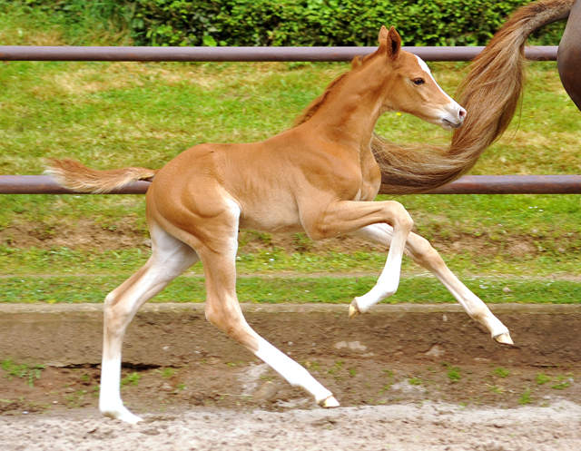 7 Tage alt: Trakehner Hengstfohlen von High Motion x Buddenbrock - Foto: Beate Langels