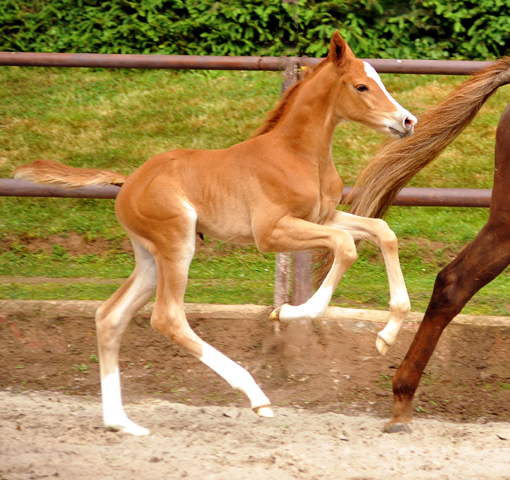 7 Tage alt: Trakehner Hengstfohlen von High Motion x Buddenbrock - Foto: Beate Langels