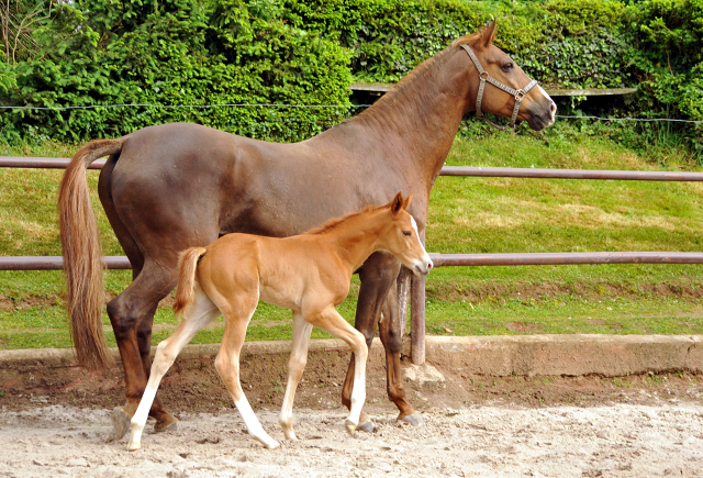 7 Tage alt: Trakehner Hengstfohlen von High Motion x Buddenbrock - Foto: Beate Langels