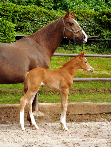 7 Tage alt: Trakehner Hengstfohlen von High Motion x Buddenbrock - Foto: Beate Langels