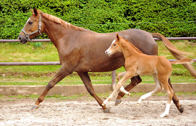 7 Tage alt: Trakehner Hengstfohlen von High Motion x Buddenbrock - Foto: Beate Langels