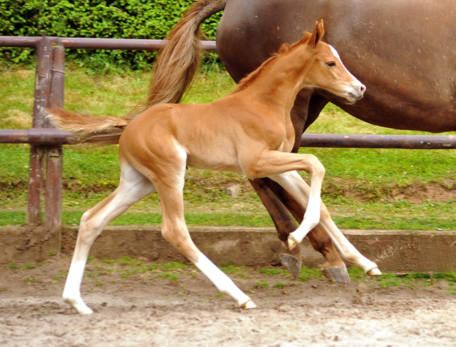 7 Tage alt: Trakehner Hengstfohlen von High Motion x Buddenbrock - Foto: Beate Langels