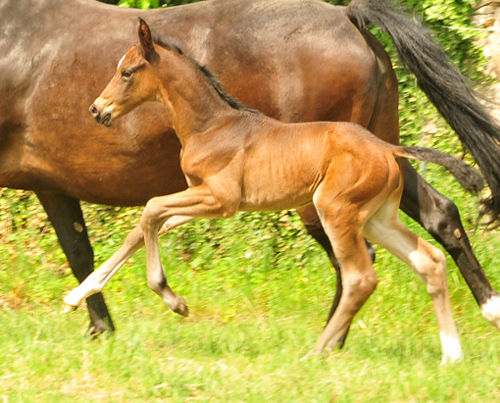 Tacyra mit Stutfohlen von Alter Fritz - Foto: Beate Langels